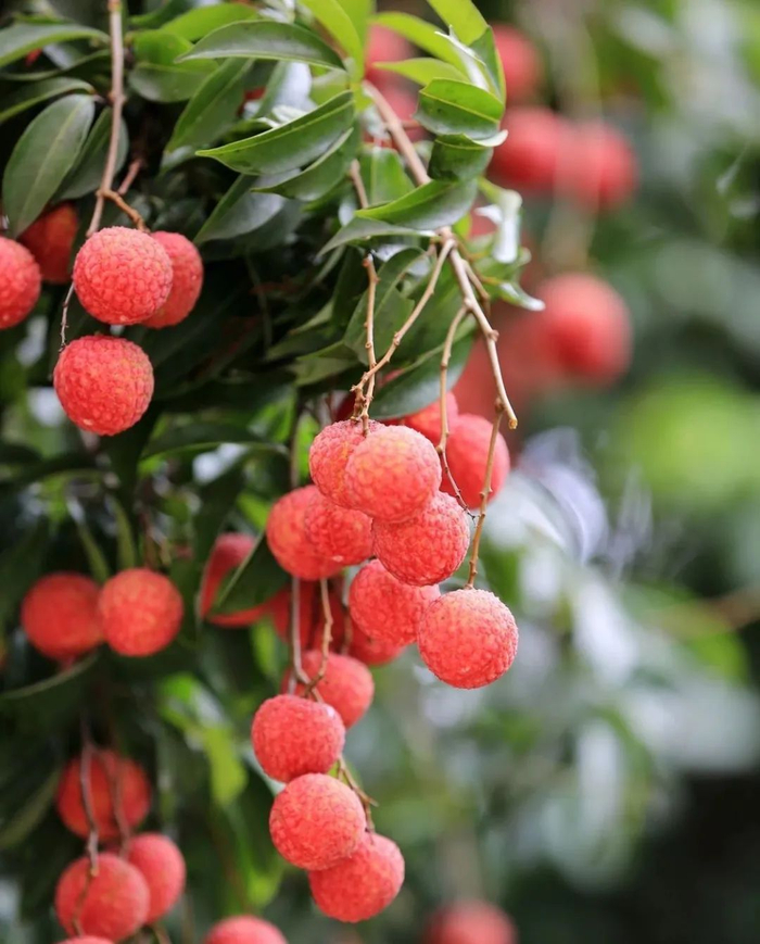 资料图。据广西日报-广西云客户端