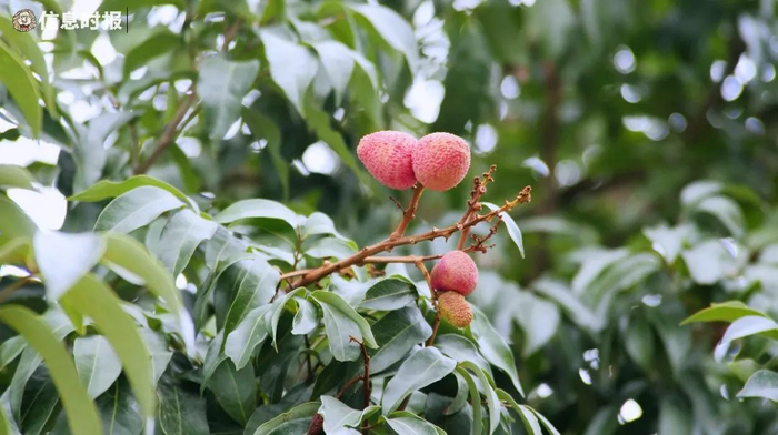 “三月红”荔枝陆续成熟。信息时报记者 李绍雄 摄