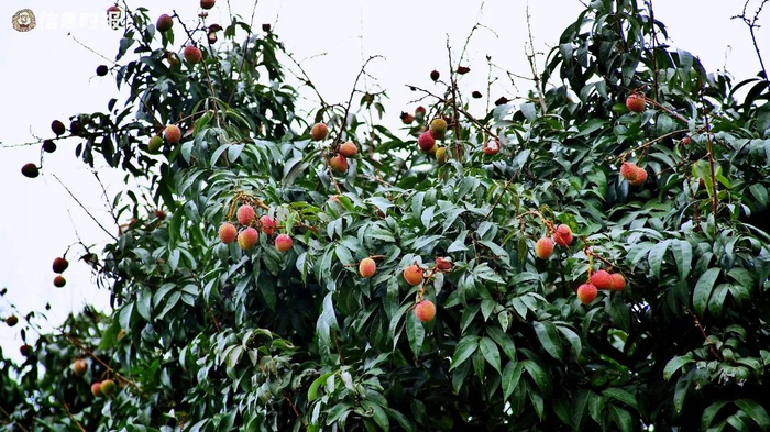 “三月红”荔枝。信息时报记者 李绍雄 摄