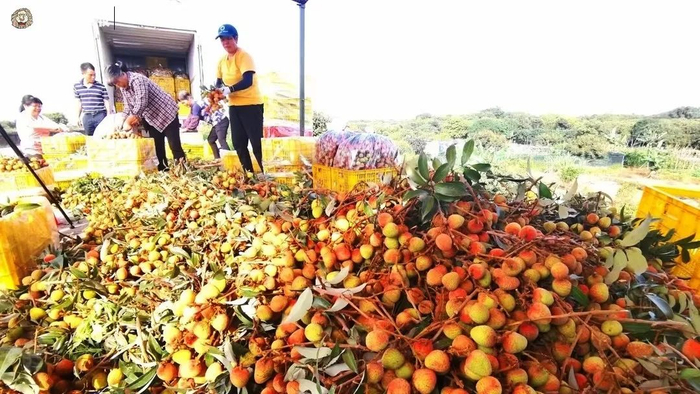 村民把新鲜采摘的荔枝集中起来售卖。受访者供图