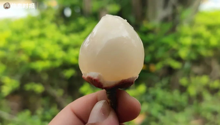 “三月红”荔枝味道酸中带甜。信息时报记者 李绍雄 摄