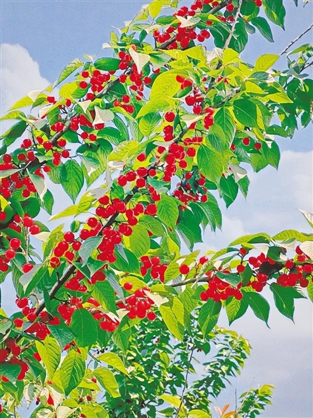 樱桃红了 郑报全媒体记者 刘伟平 摄