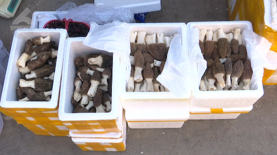 来源：8099999、春城晚报-开屏新闻