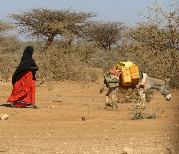 在非洲索马里，树木被砍伐以制造木炭，导致土地表面光秃易受到侵蚀。干燥的气候意味着人们必须走很长的路去取水。受访者供图