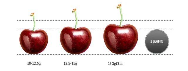 樱桃樱桃在什么时候成熟_樱桃实验室_澳洲樱桃和智利樱桃