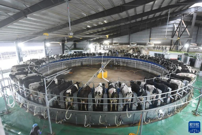        这是5月7日在甘肃武威金宇浩睿农牧产业园拍摄的转盘式挤奶机上的奶牛。新华社记者 林立平 摄  