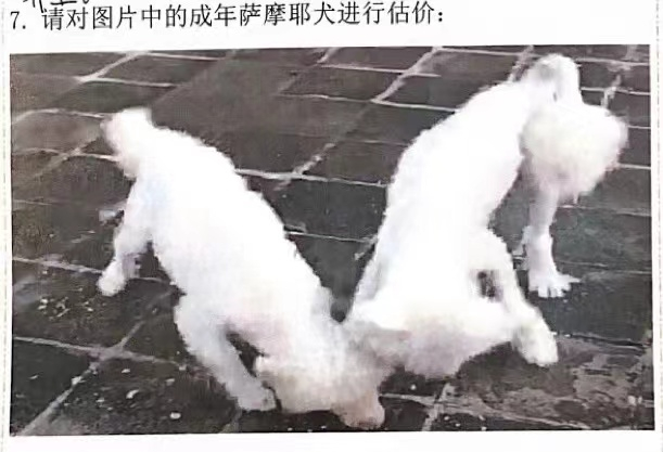 贺捷向宠物店、宠物医院出示的萨摩耶照片。受访者供图