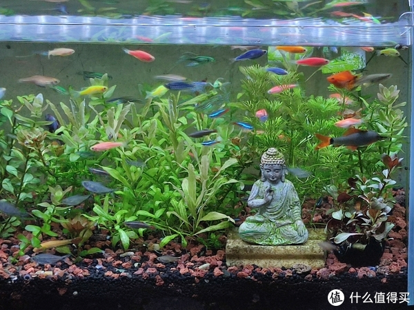 养鱼其实没那么难。养鱼新手直接毕业。|鱼|过滤|水草|其实|周转箱|养鱼|加热棒|新手|水体|空气|密度_新浪新闻