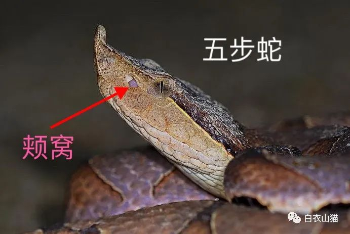 毒蛇毒牙完全可以咬穿鞋子裤子,为什么在野外穿高帮鞋穿长裤却能够防毒蛇咬伤?