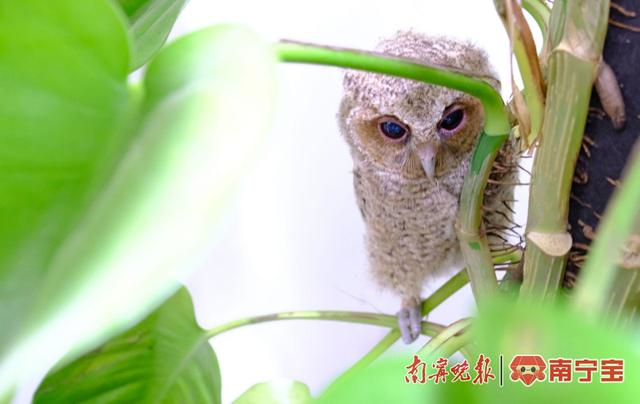 小弟躲到最深处，看起来体型最小
