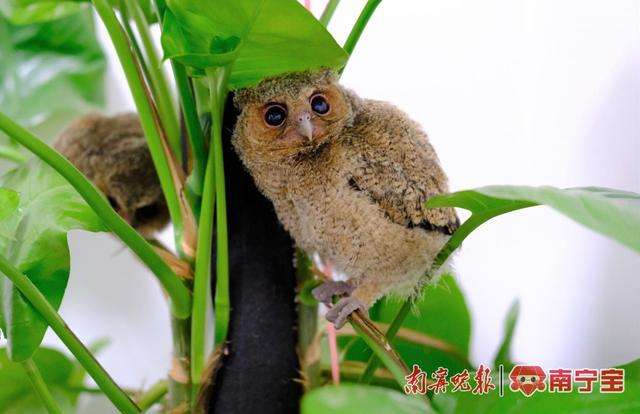 3只幼鸟藏在大叶片里