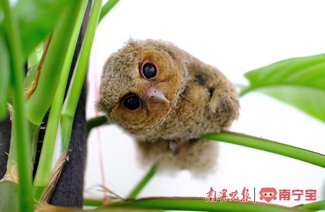 “老大”活泼好动
