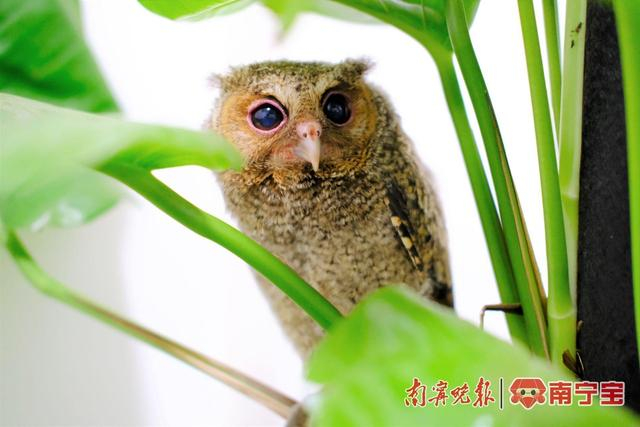 “老二”深邃地看着镜头
