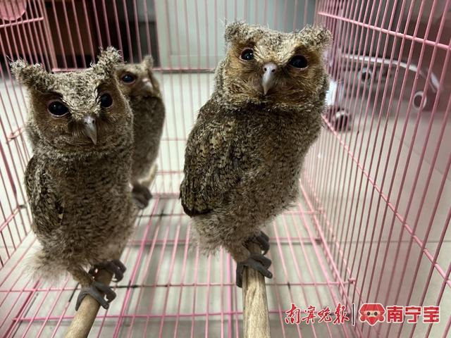 3只呆萌鸟