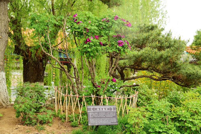 世园公园山东园内拥有300年株龄的菏泽牡丹——“海岱盛世”正在盛放。北京世园公园供图