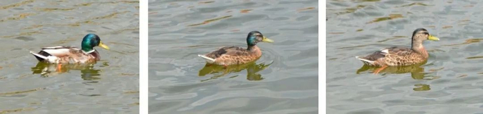 ▲绿头鸭雄鸟换羽的过程来源：维基百科