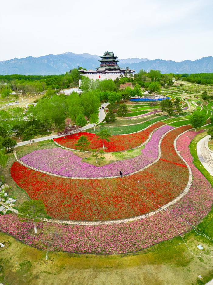 近期，北京世园公园牡丹花迎来盛花期，形成一片片颜色各异的牡丹花海。北京世园公园供图
