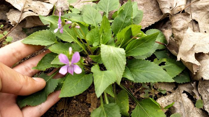 农村这种植物,被老中医称之为化癌草,现在越来越稀少了