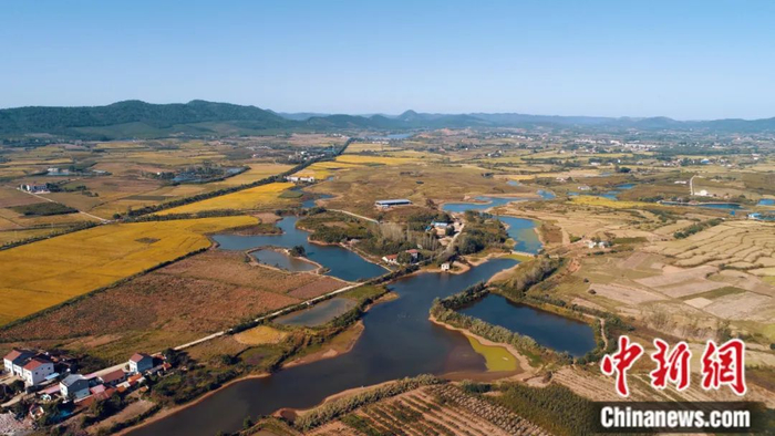 航拍屈家岭遗址。湖北省文物考古研究院 供图