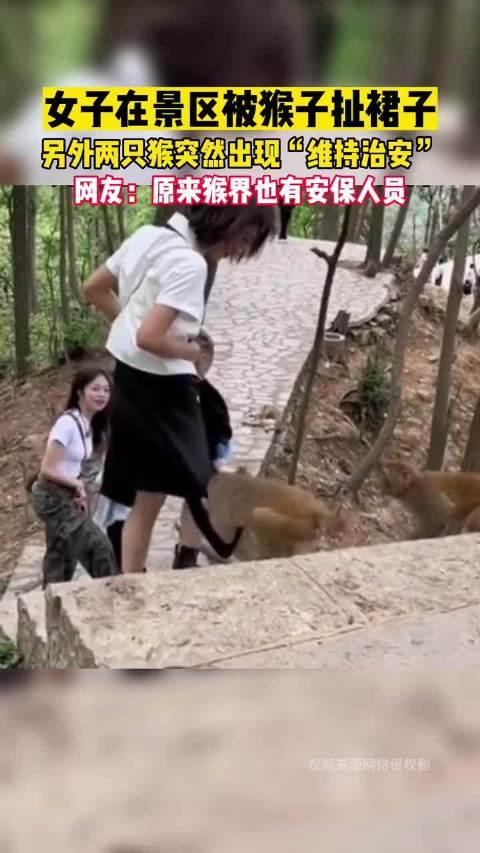 猴子扯女生衣服图片