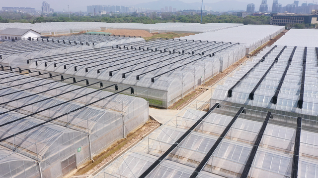 义乌市佛堂蔬菜产业园内集中连片的蔬菜大棚。 受访者供图