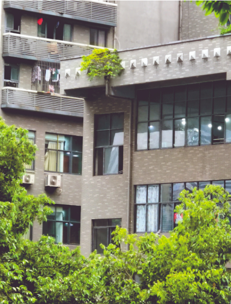 ▲枝叶从5楼的落水管里伸出来