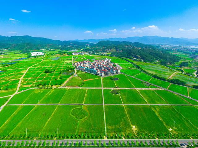 义乌市首块农业标准地——龙溪标准地。 受访者供图