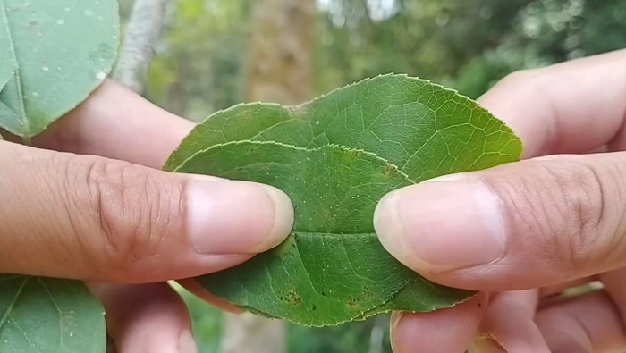 太难抉择|半枫荷|植物|一棵树_新浪新闻