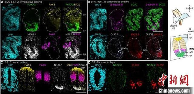 pIVC胚胎神经管细胞的特化。 中科院动物所 供图