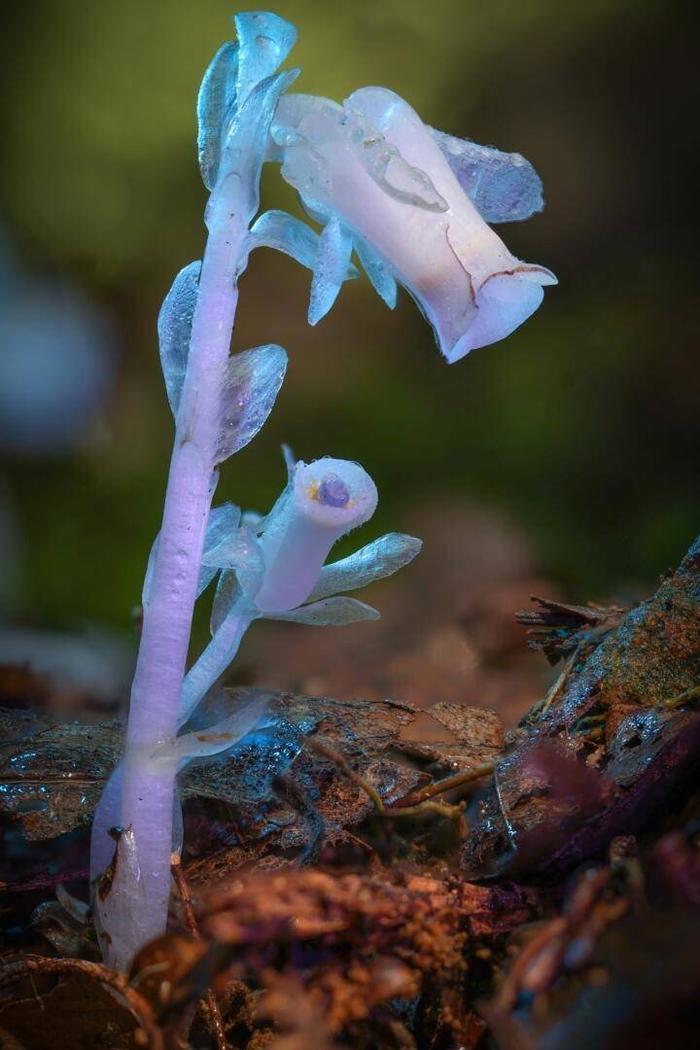 武侠小说中的幽灵之花惊现宁海