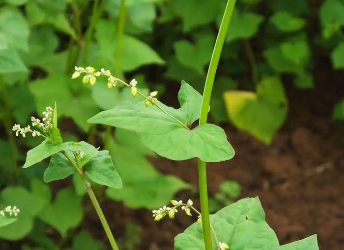 野生荞麦芽图片