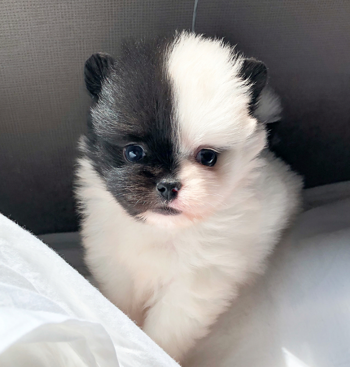 奥利奥味的狗狗,好想咬一口!