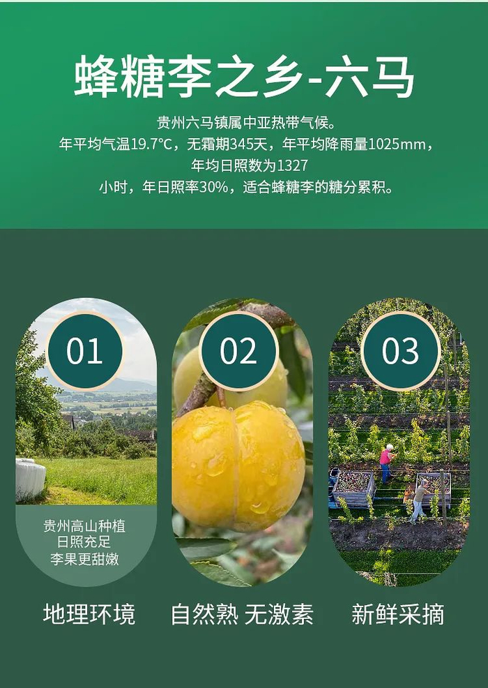 底价预售开启李子中的爱马仕六马镇蜂糖李来啦价格低至