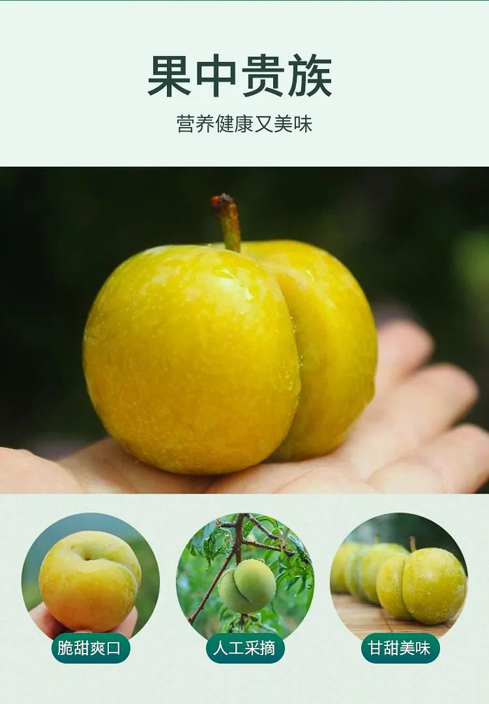 底价预售开启李子中的爱马仕六马镇蜂糖李来啦价格低至