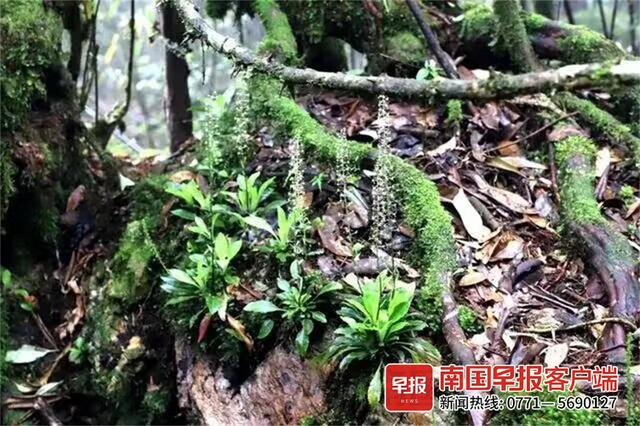 九万山白丝草。融水苗族自治县委宣传部供图