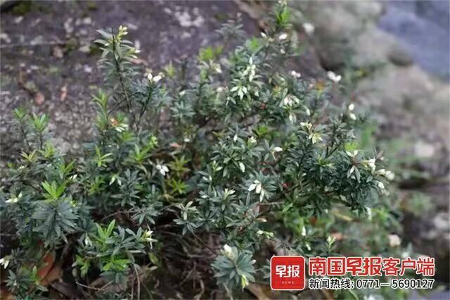 九万山越橘。融水苗族自治县委宣传部供图