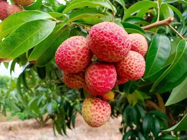 中国荔枝分布图|茂名市|广东省|上市|妃子笑|海南_新浪新闻