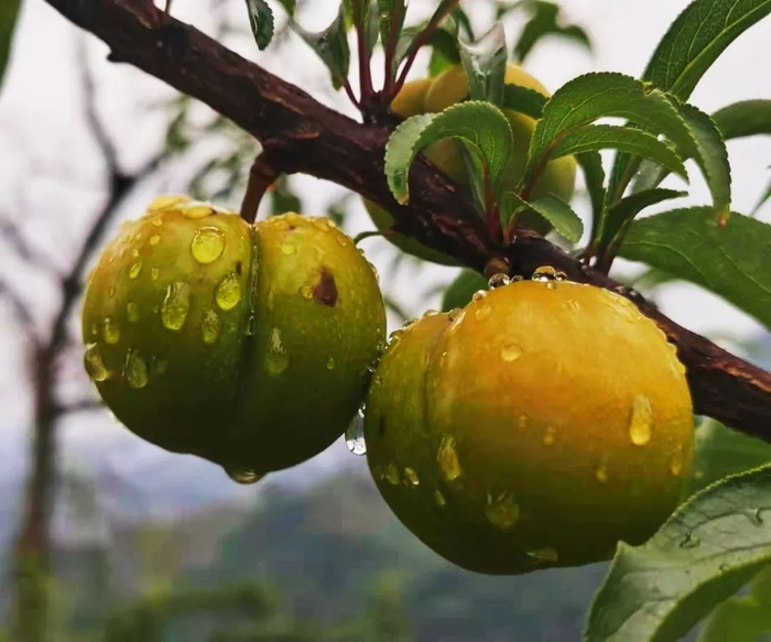 底价预售开启李子中的爱马仕六马镇蜂糖李来啦价格低至