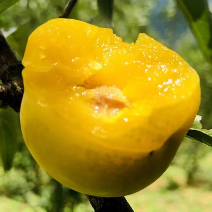 底价预售开启李子中的爱马仕六马镇蜂糖李来啦价格低至