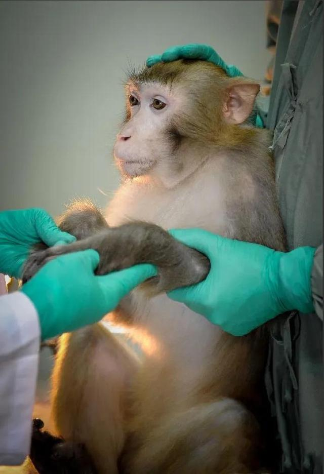 实验猴价格回落,一度曾20万元一只|孙强|生物医药|食蟹猴_新浪新闻
