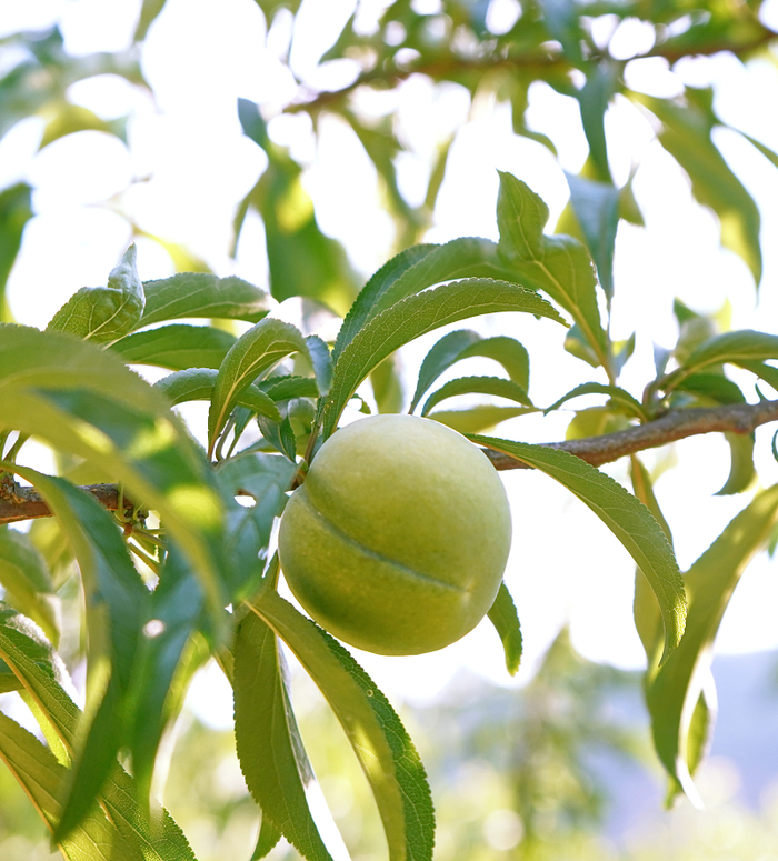 底价预售开启李子中的爱马仕六马镇蜂糖李来啦价格低至