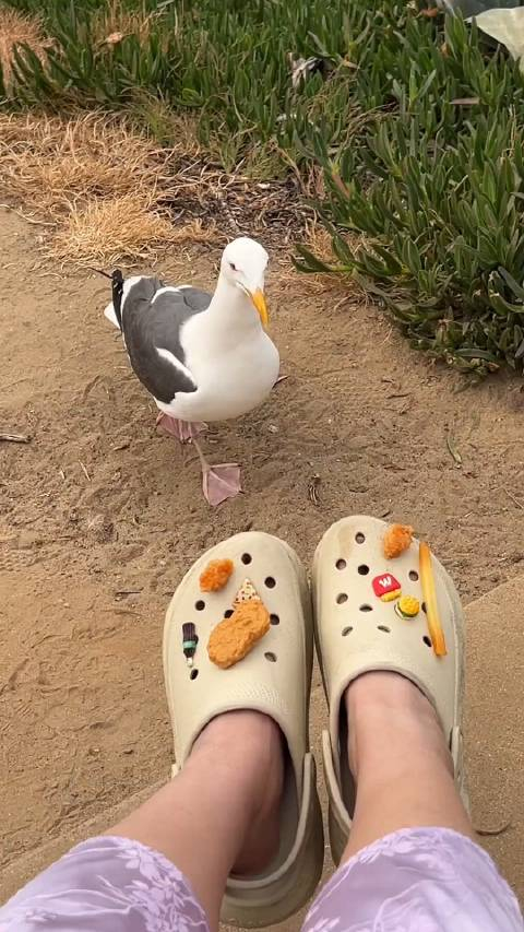 海鸥不仅会去码头整点薯条也会在沙滩上整点仿真鸡米花
