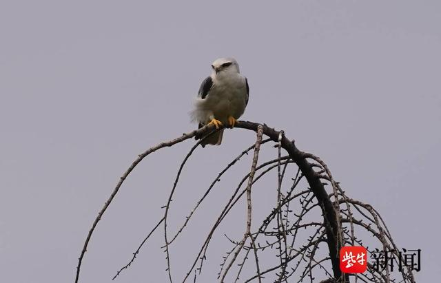 图为黑翅鸢出现在南京滨江