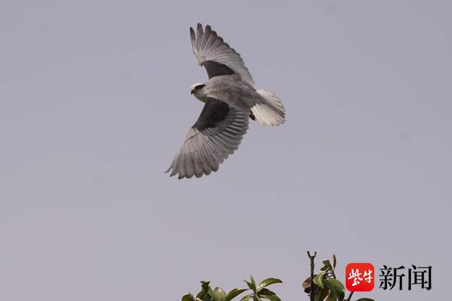 图为黑翅鸢出现在南京滨江