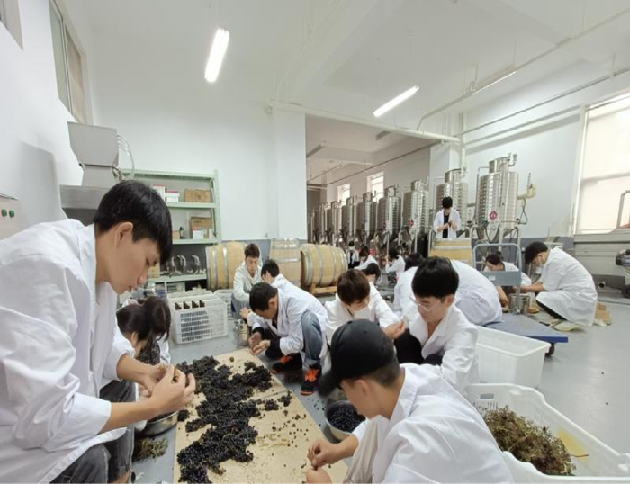 云南农业大学葡萄研究团队研究人员正在挑选酿酒葡萄样品。