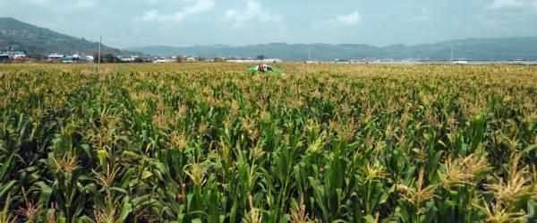 《漫长的季节》中的玉米地