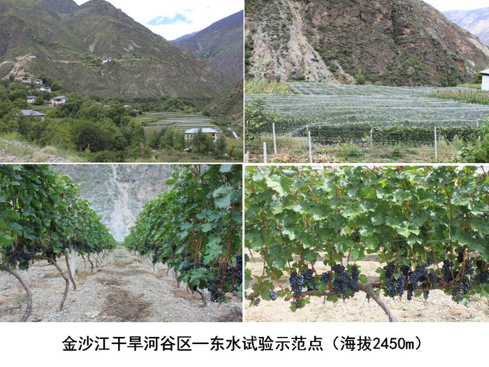 金沙江干热河谷葡萄种植示范点