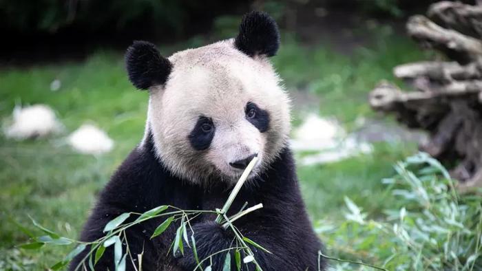 大熊猫“圆梦”资料图 图源：外媒
