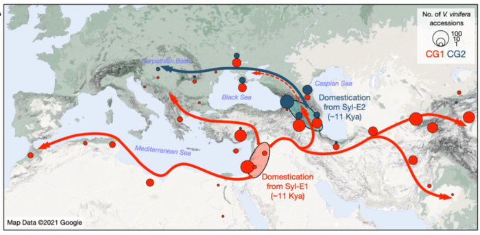 大约在11000年前，两个独立的人工驯化事件开始，形成双起源格局