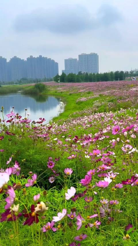 偶遇洋湖最美花海,你不来吗?快来和这个夏天打卡吧